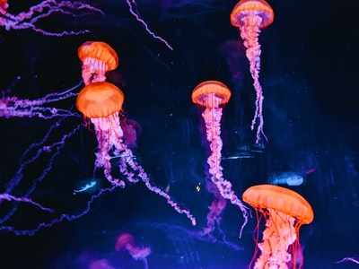 橙色水母